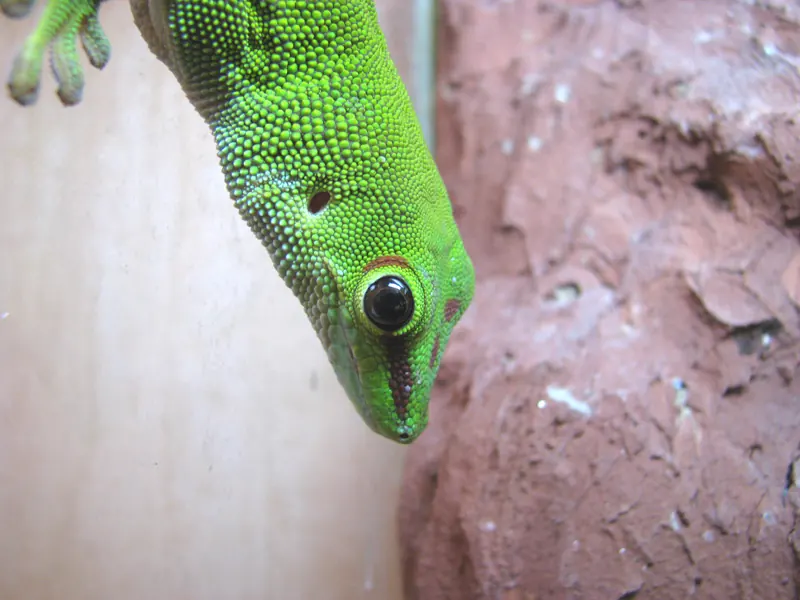 A green Madagascar day gecko looking down from a branch in its terrarium